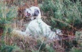 Setter Anglais EZTI DE BUZUNTZA Setter Anglais EZTI DE BUZUNTZA
